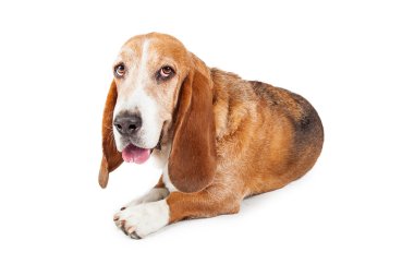 Döşeme yorgun Basset Hound Dog