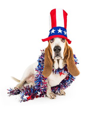 Komik Bağımsızlık günü Basset Hound