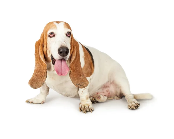 Ενηλίκων Basset Λαγωνικός σκύλος φυλή — Φωτογραφία Αρχείου