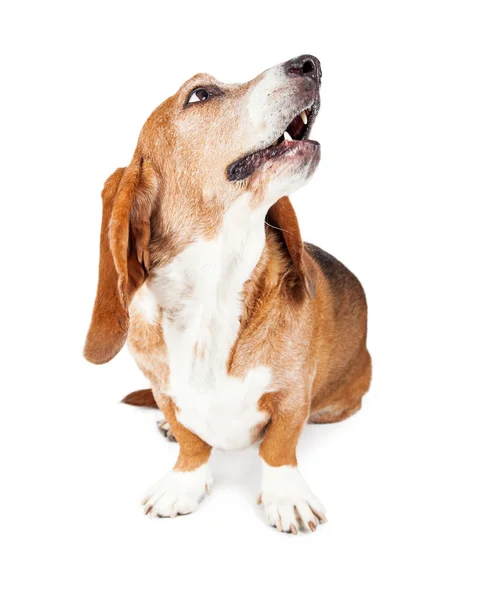 Basset Hound perro mirando hacia arriba — Foto de Stock