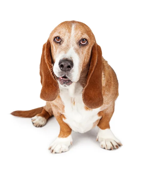 Basset Hound hond grappige expressie — Stockfoto