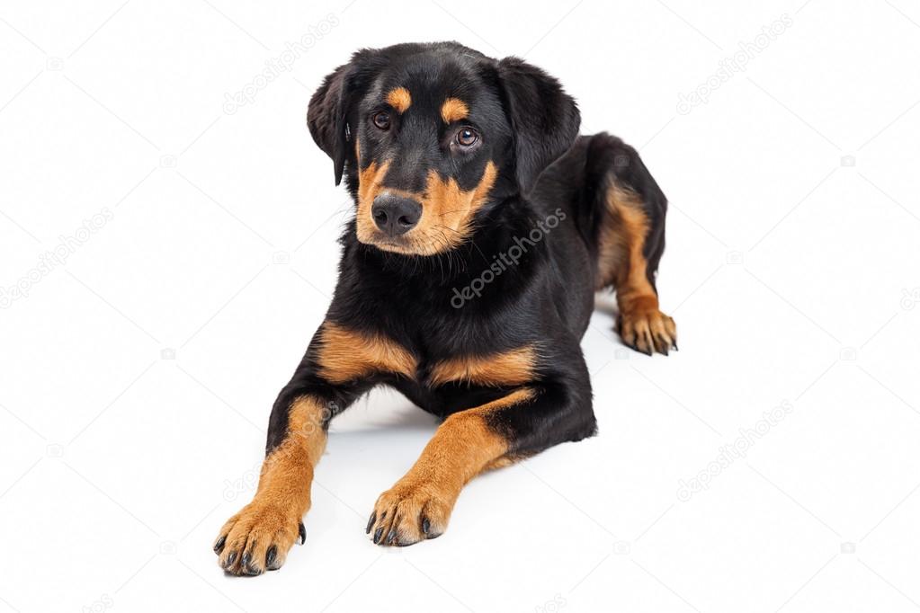 Rottweiler crossbreed puppy laying down