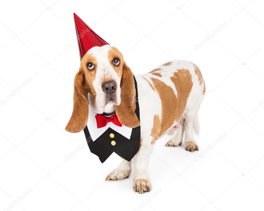 Dog wearing tuxedo vest and party hat