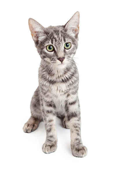 Schattig binnenlandse korthaar Kitten — Stockfoto