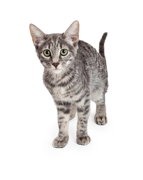 Adorable Domestic Shorthair Kitten — Stock Photo, Image