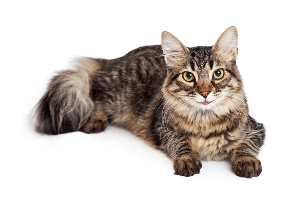 Kucing Maine Coon Tabby cantik — Stok Foto