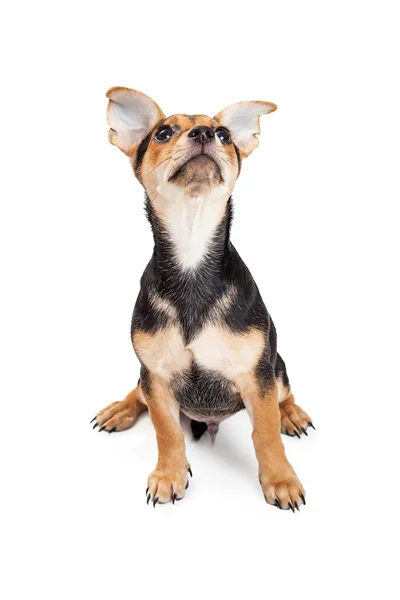 Chihuahua cachorro olhando para cima — Fotografia de Stock