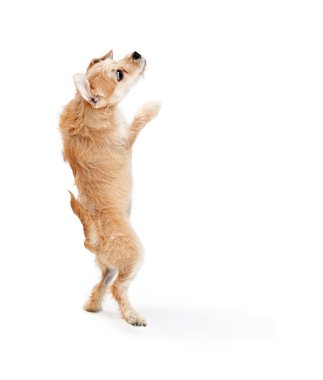 korkunç doğurmak köpek ayakta