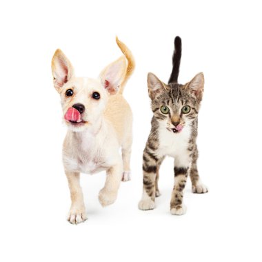 köpek ve kedi dudakları yalamak