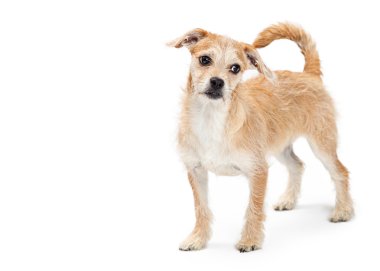 Terrier azman köpek