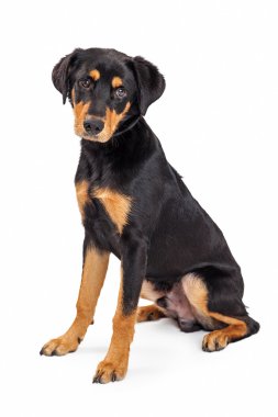 Rottweiler ırk köpek yavrusu oturma karışık