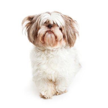 Şirin shih tzu köpeği