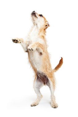 Terrier köpek ayakta ve yalvarmak