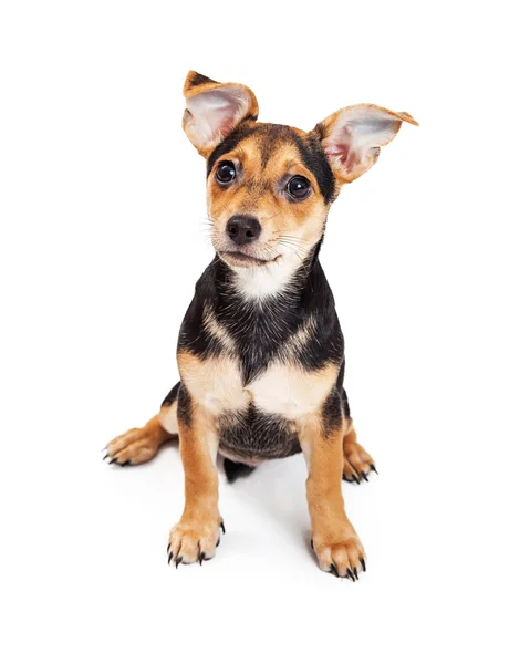 Lindo cachorro con orejas grandes —  Fotos de Stock