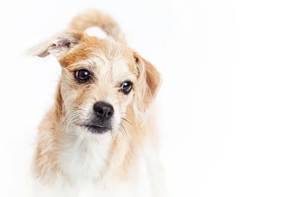 Soccorso terrier cane di razza mista — Foto Stock