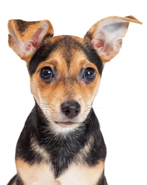 チワワの混合された品種子犬 — ストック写真