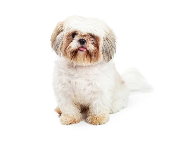 Roztomilý shih tzu pes — Stock fotografie