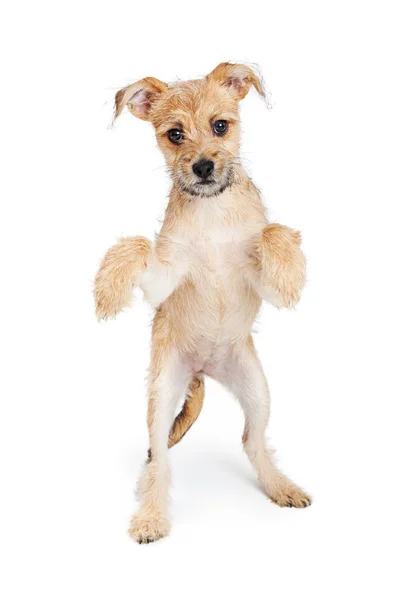 Scruffy terrier puppy standing up — Stock Photo, Image