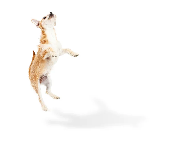 梗类犬杂交的小狗的狗跳 — 图库照片