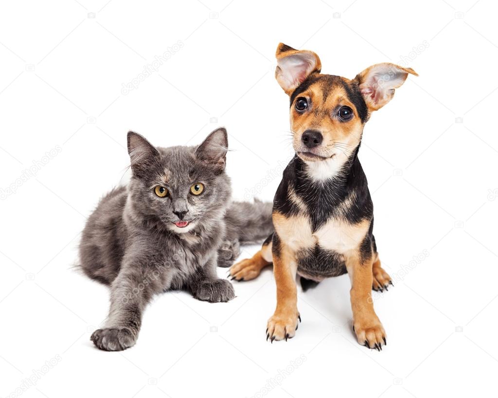 Cute Kitten and Crossbreed Puppy