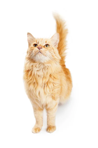 Orange tabby cat — Stock Photo, Image