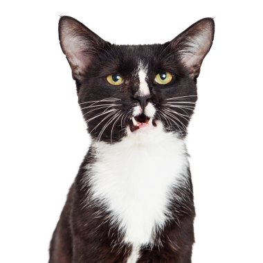 ağzı açık olan siyah ve beyaz kedi