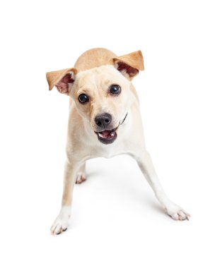 sevimli küçük Chihuahua azman köpek