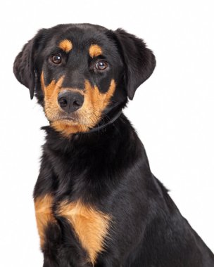 Rottweiler ve Labrador Retriever karışık doğurmak köpek yavrusu
