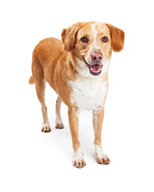 Labrador geri almak ve Beagle karışık doğurmak köpek