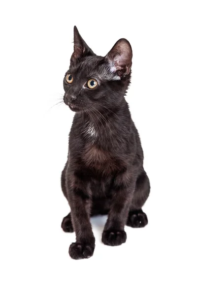 Black kitten sitting down — Stock Photo, Image