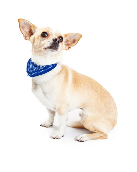 Chihuahua Dog vestindo azul Bandana — Fotografia de Stock