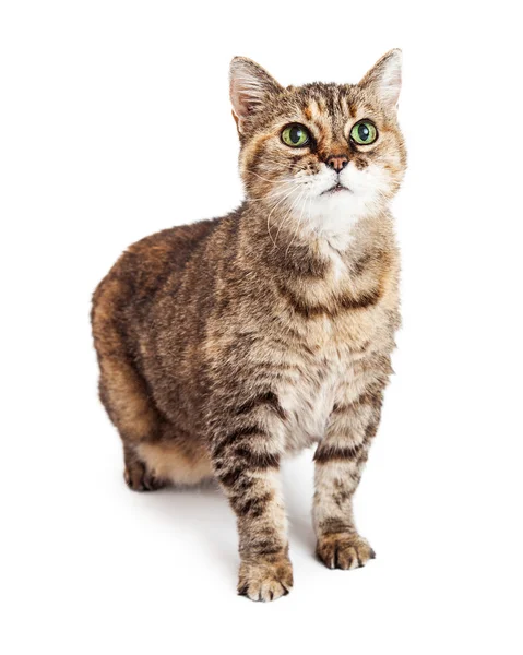 Brown color tabby cat — Stock Photo, Image