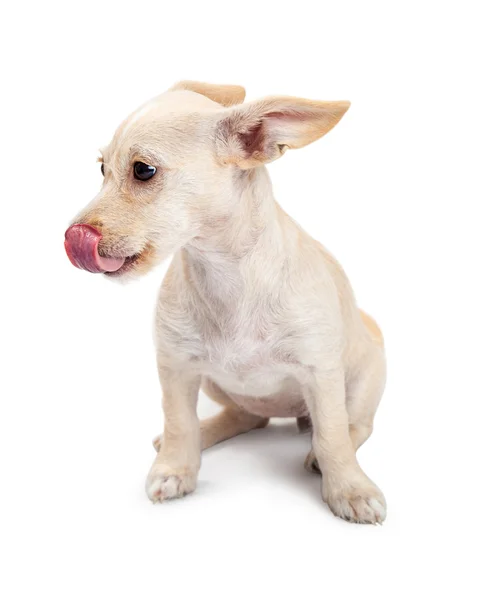 Chihuahua gemengd rashond — Stockfoto