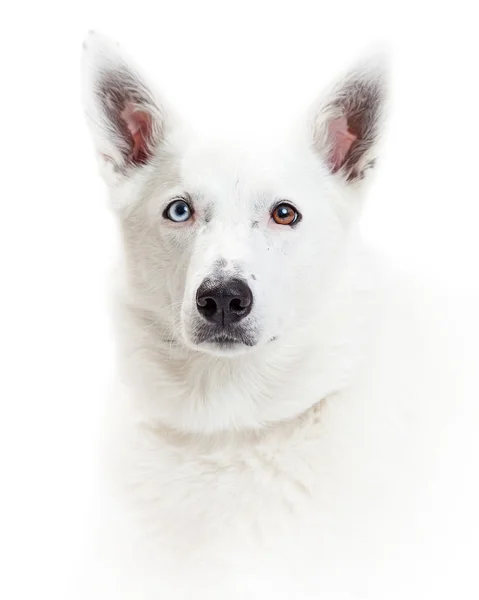 White Border Collie breed — Stock Photo, Image