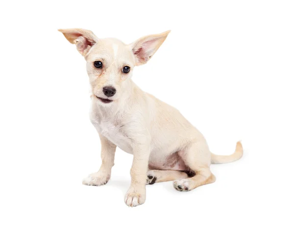 Pies Chihuahua z wielkimi uszami dziarski — Zdjęcie stockowe