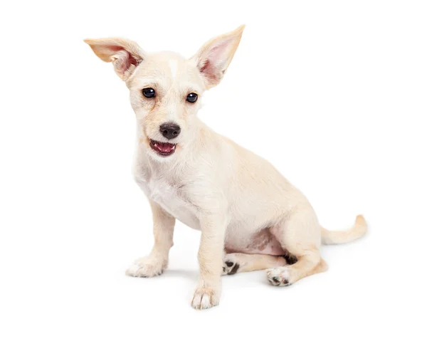 Bonito pouco Chihuahua mestiço cão — Fotografia de Stock