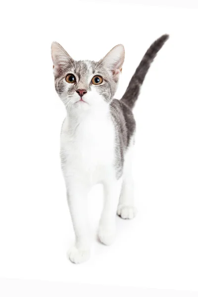 Little gray and white kitten — Stock Photo, Image