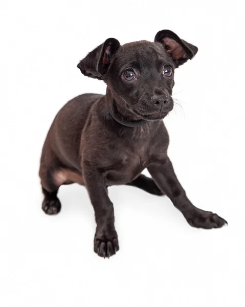 Siyah renk ile Chihuahua köpek — Stok fotoğraf