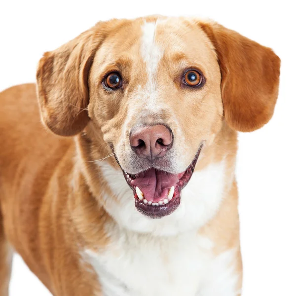 Labrador Retriever och Beagle blandras hund — Stockfoto