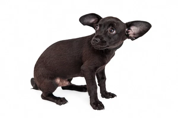 Чёрный щенок чихуахуа — стоковое фото