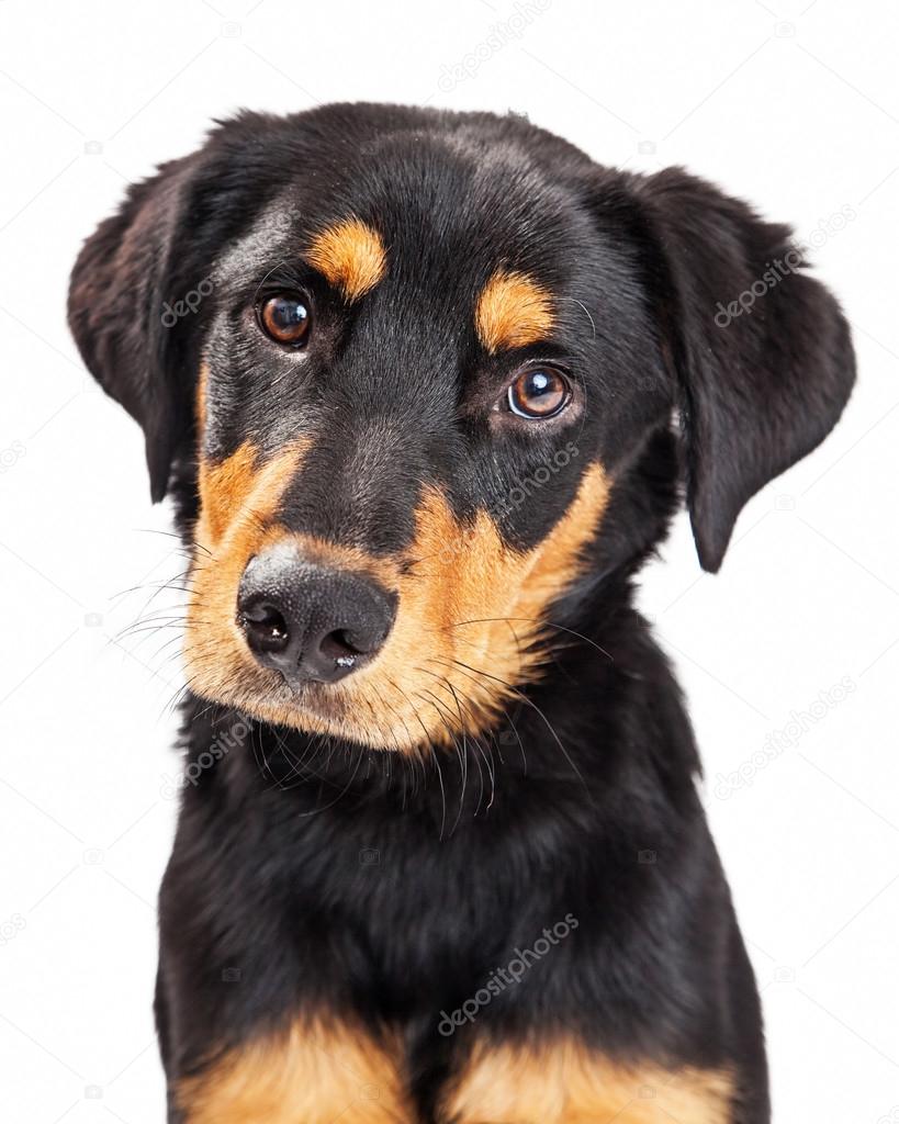 Adorable Rottweiler Crossbreed Puppy