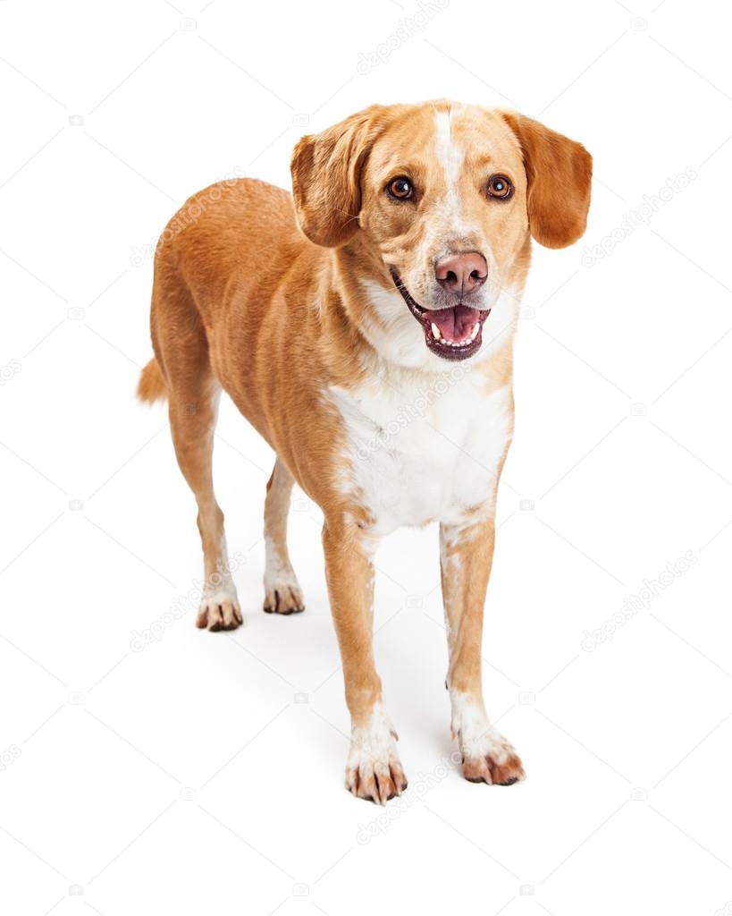 Labrador Retriever and Beagle mixed breed dog