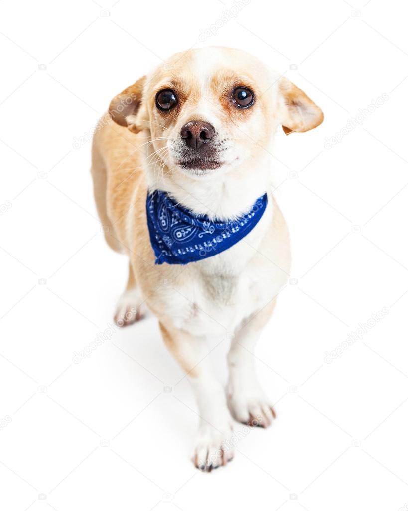 Chihuahua dog with ears pulled back