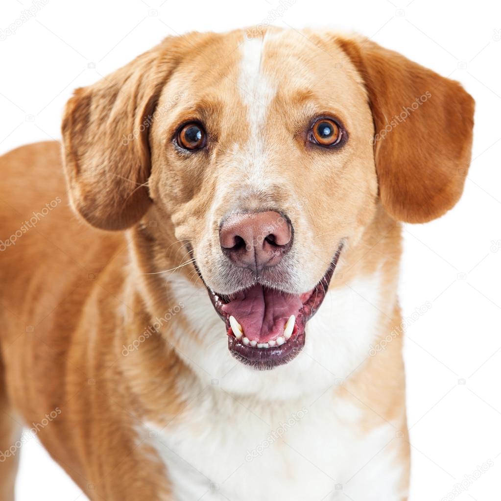 Perro cruzado Labrador Retriever y Beagle — Foto de stock #79069250 ©  adogslifephoto, image size:1023x1023