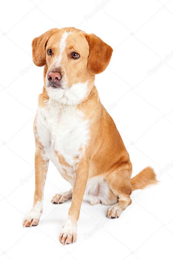 Labrador Retriever and Beagle mixed breed dog