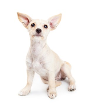 Şirin Chihuahua azman köpek