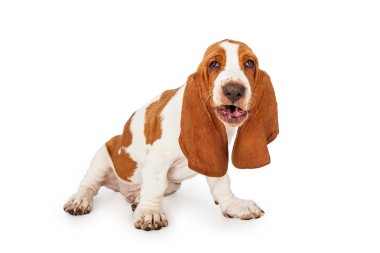 komik görünümlü Basset Hound Dog