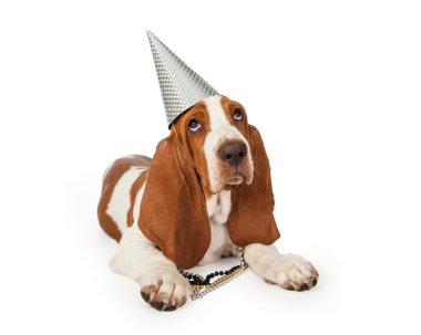 Festival Basset tazı köpek yavrusu