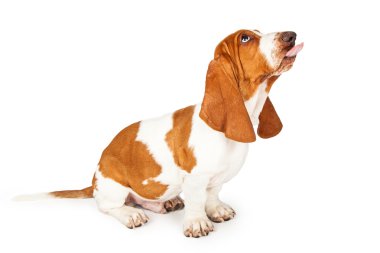 Onun dilini Basset av köpeği