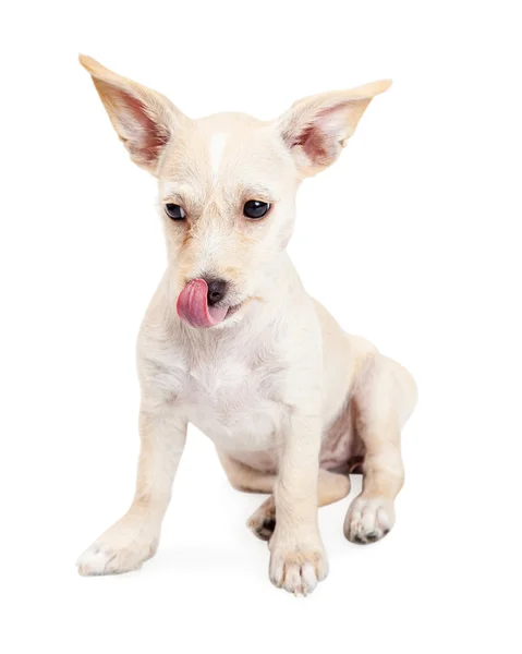 Chihuahua mestiço cão lambendo lábios — Fotografia de Stock